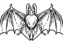 bat3