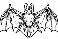 bat3