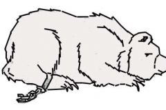 bear dormant