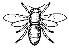 bee2