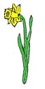 daffodil