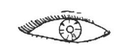 eye